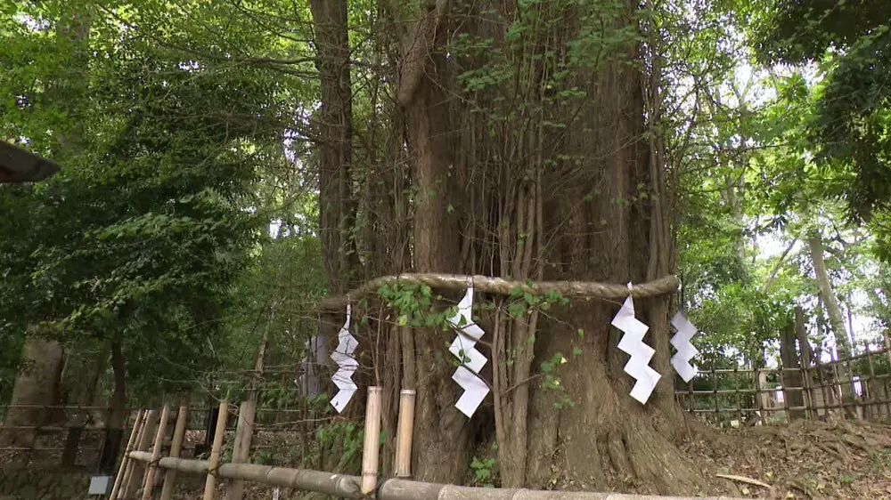 大國魂神社のイチョウ