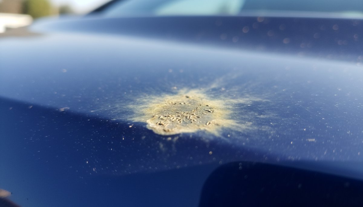 車のボディに付着した虫汚れによる塗装ダメージの様子
